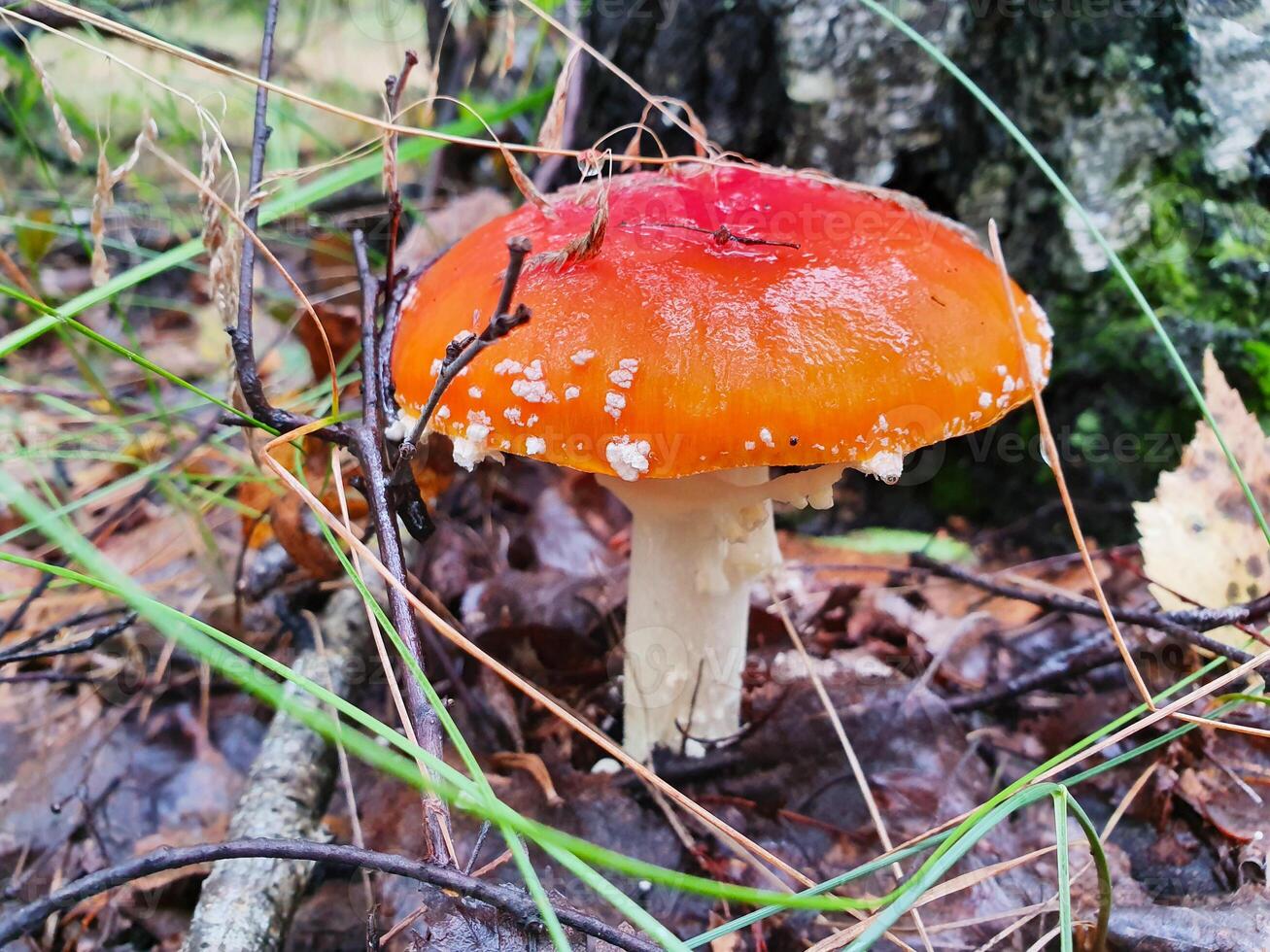 Toxic hallucinogen fly agaric with red cap in forest. Wild poisonous mushroom on natural autumn background. Harvest fungi concept. Toadstool fungus. photo