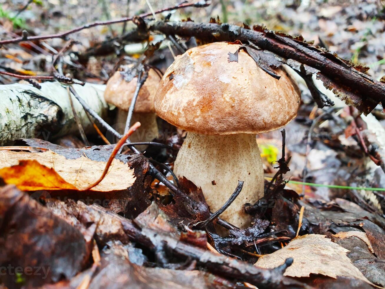 Porcini Cep White Mushroom Boletus Pinophilus Mycelium in a forest. Small cute bolete mushrooms in wildlife. Mushrooming harvesting season. Herbal and healthcare concept photo