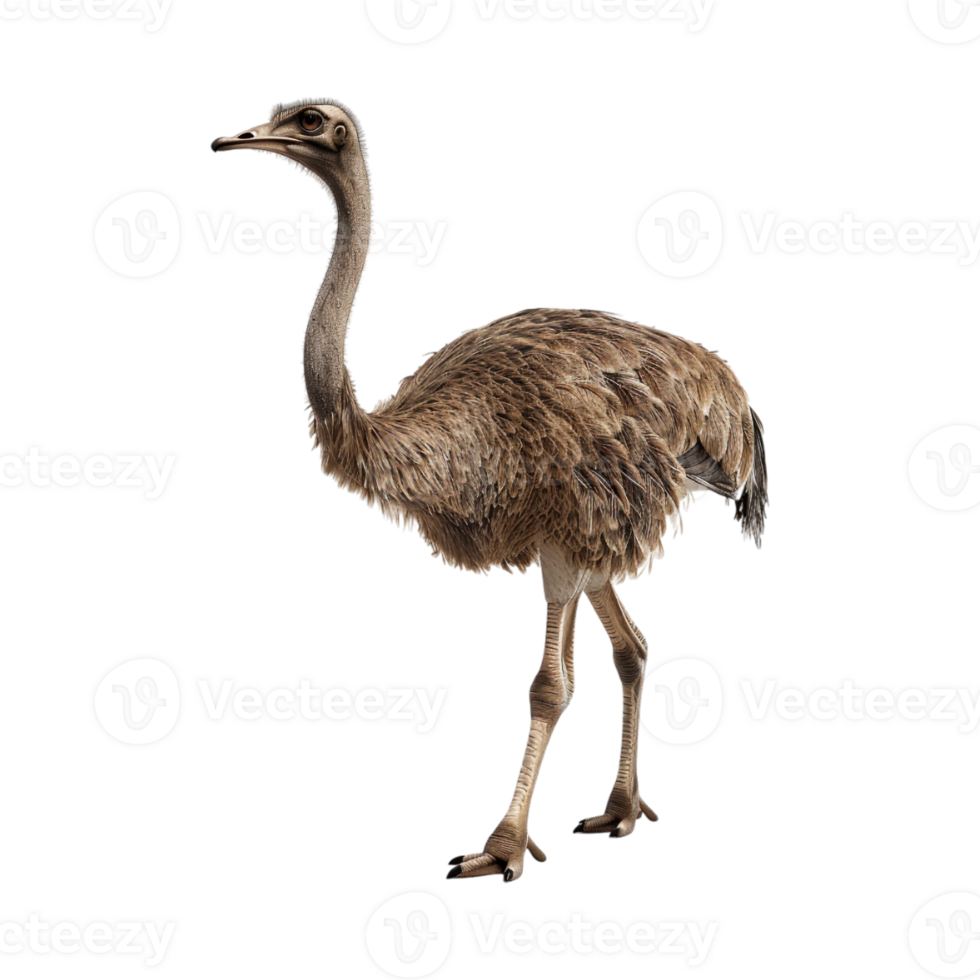 Common ostrich Flightless bird on Transparent Background png
