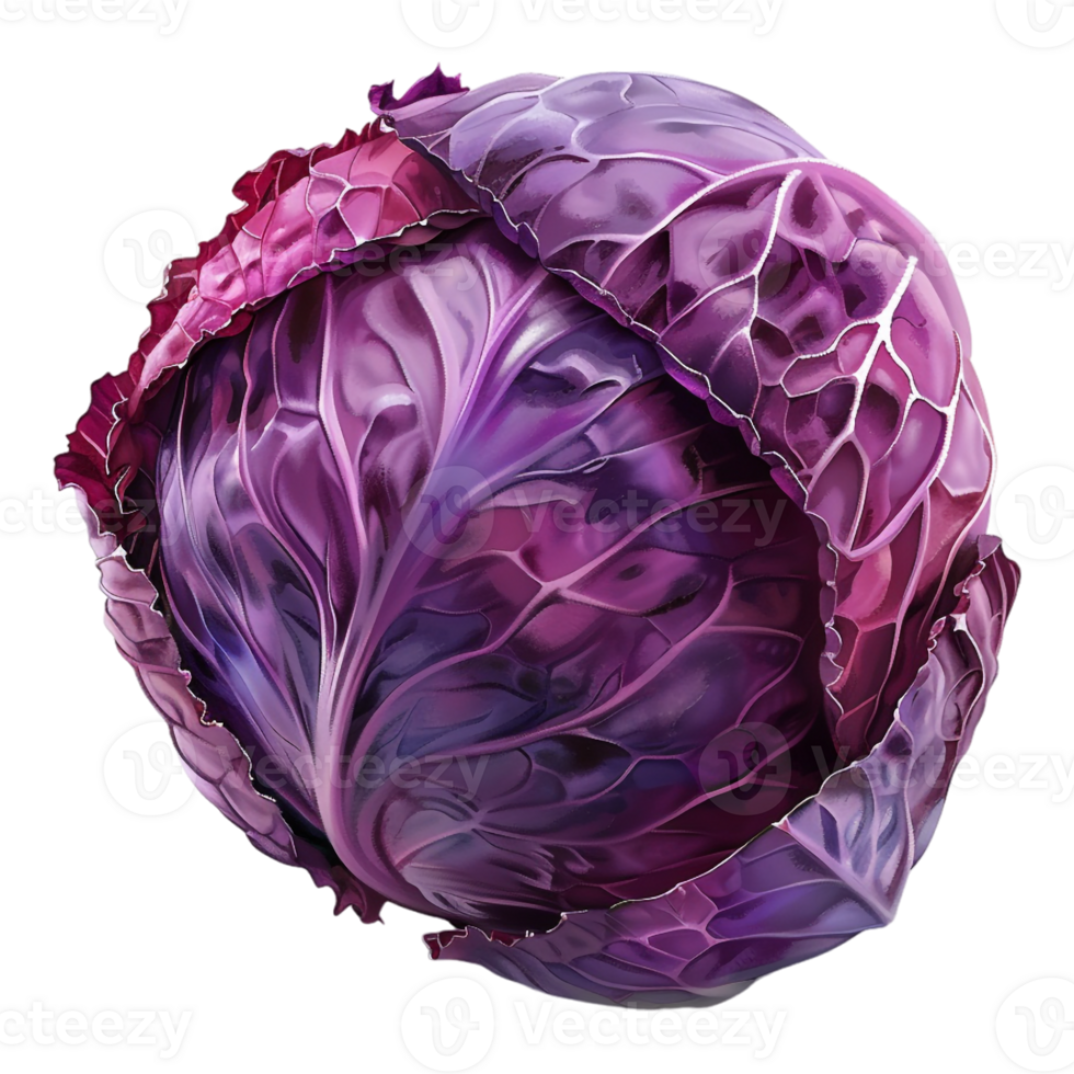 Purple Cabbage on Transparent Background png