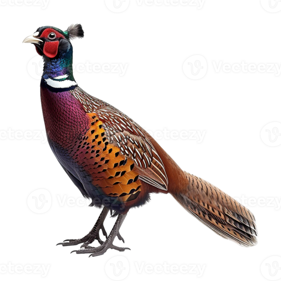 Ring-necked Pheasant Birds on Transparent Background png
