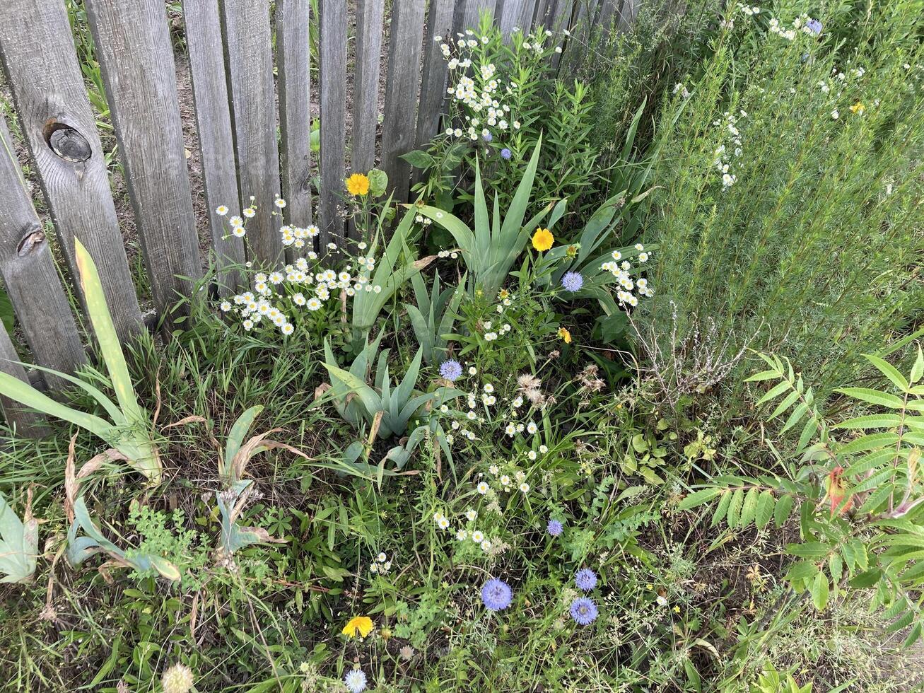 Summer flowers have grown and bloomed in the garden photo