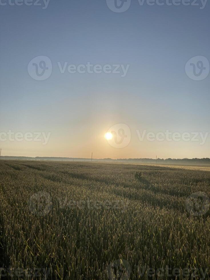 Agriculture sown field in the village photo