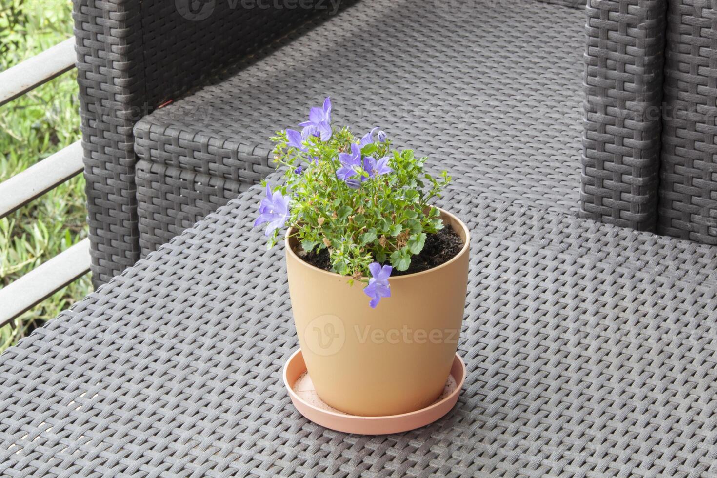 Purple flowers in a pot on the terrace. Horizontal photo