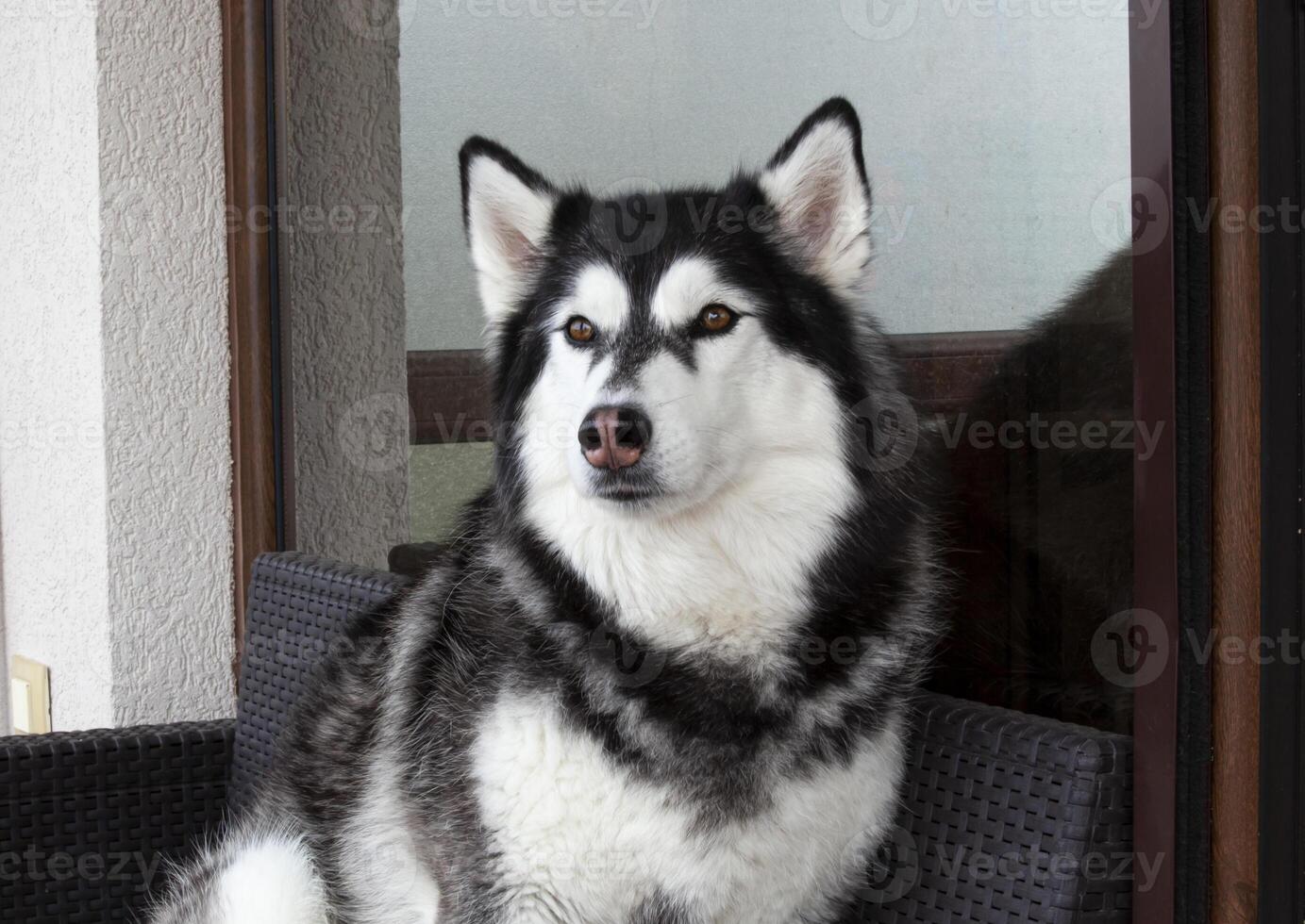 A pedigree Siberian Husky dog is sitting on the veranda and looking into the distance with interest. Horizontal. photo