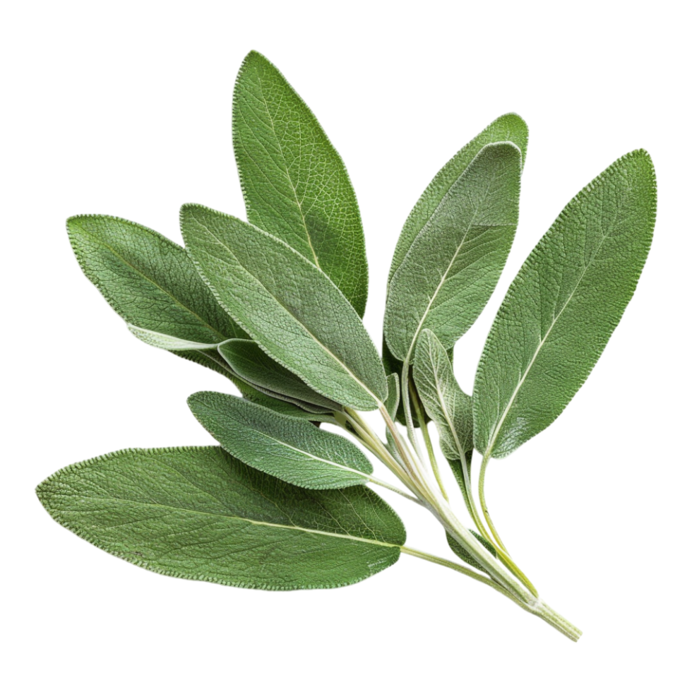 Common sage Plant on Transparent Background png