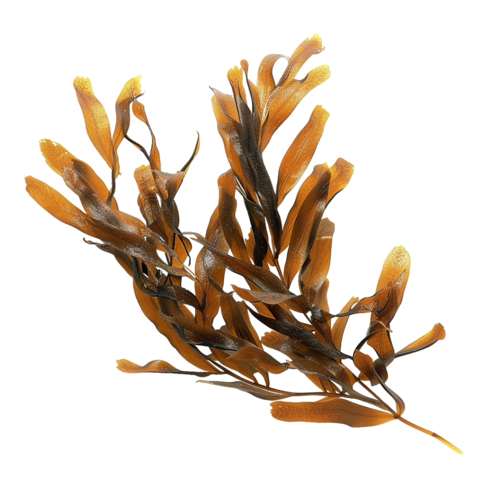 Potamogeton lucens Plant on Transparent Background png