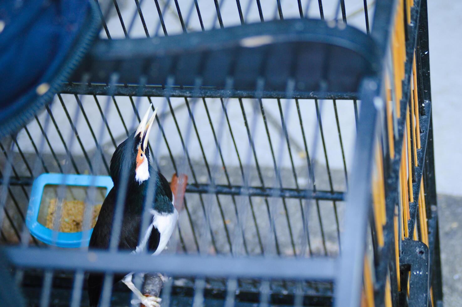 Starling bird in a cage photo