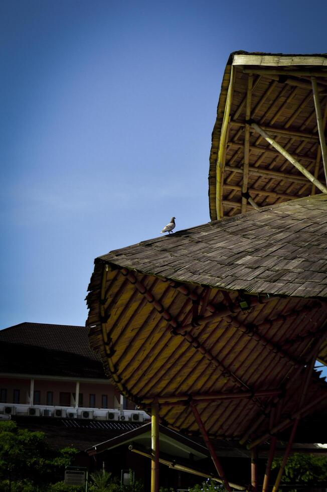 View of a dove standing on the roof of a bamboo hut photo