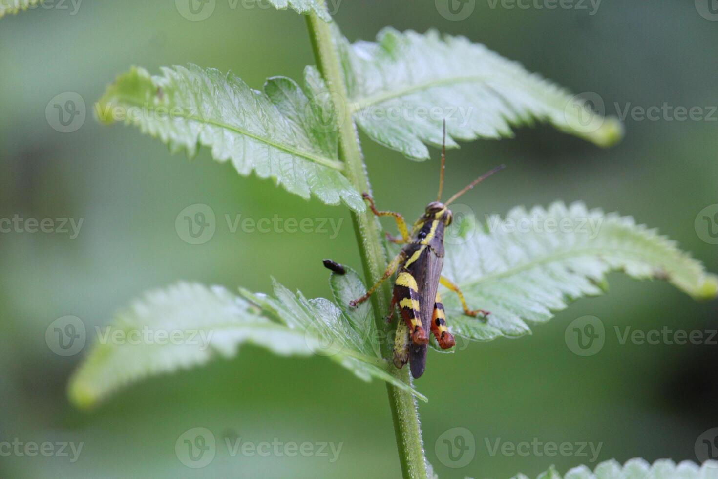 Grasshopper Hiding in Fern Tree Trunk photo