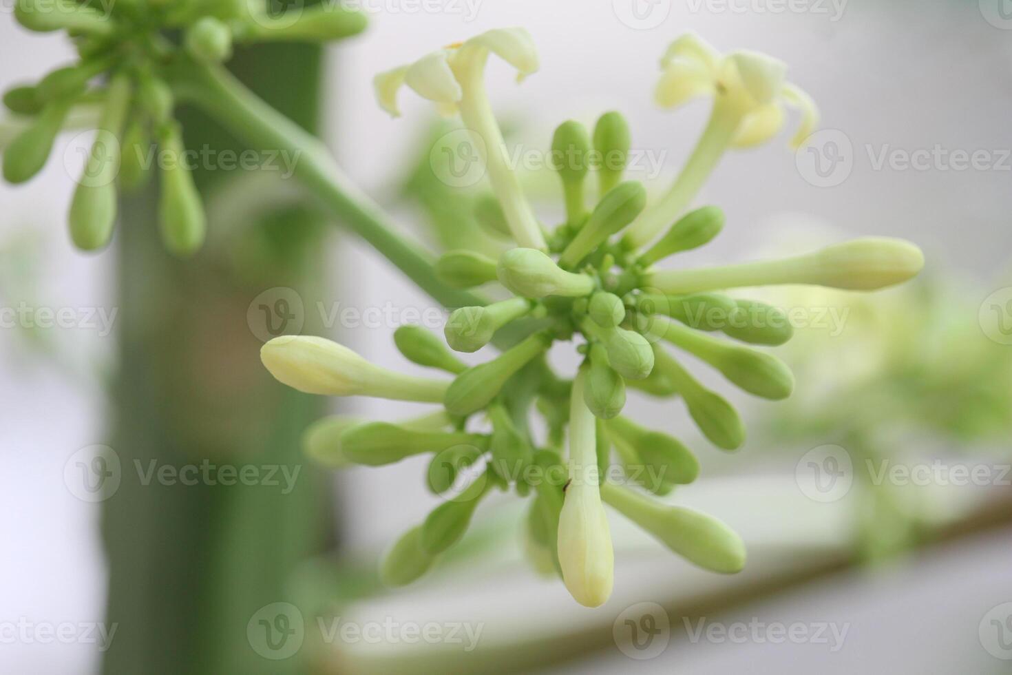 Close up of Papaya Flowers and Buds in the Garden in the Afternoon photo
