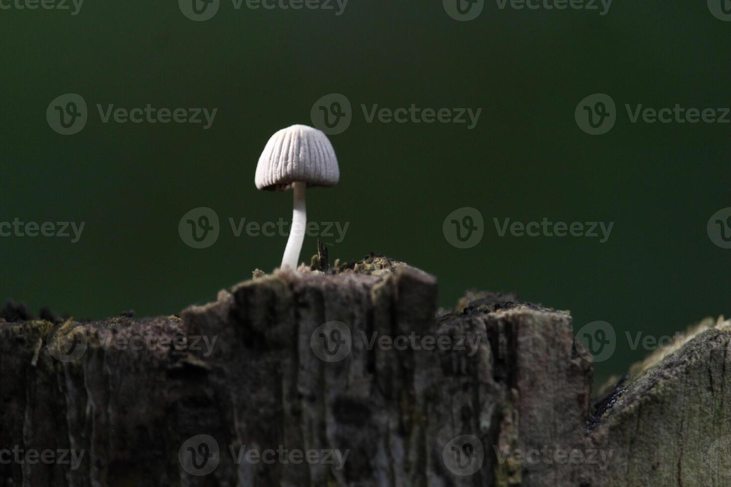 White Mold Growing on Dead Pooh Trunk under Light photo