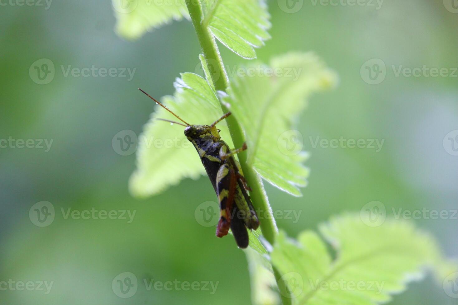A Grasshopper with a Beautiful Motif is Perched Under a Glowing Fern Leaf photo