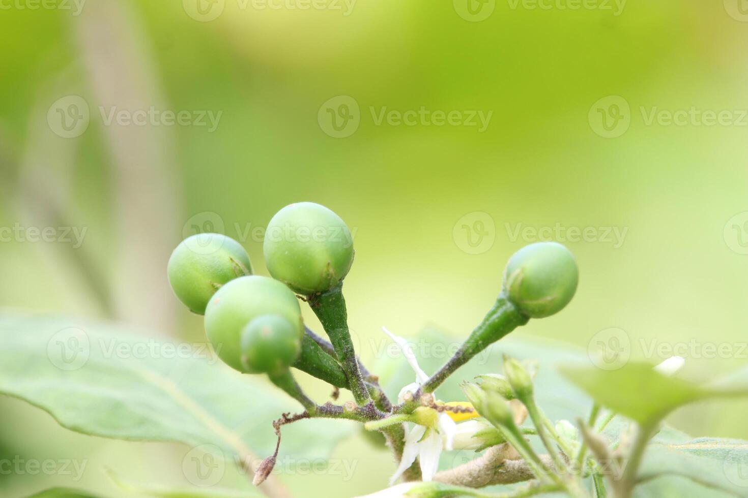Green Pipit Eggplant with Smooth Texture under Sunlight photo