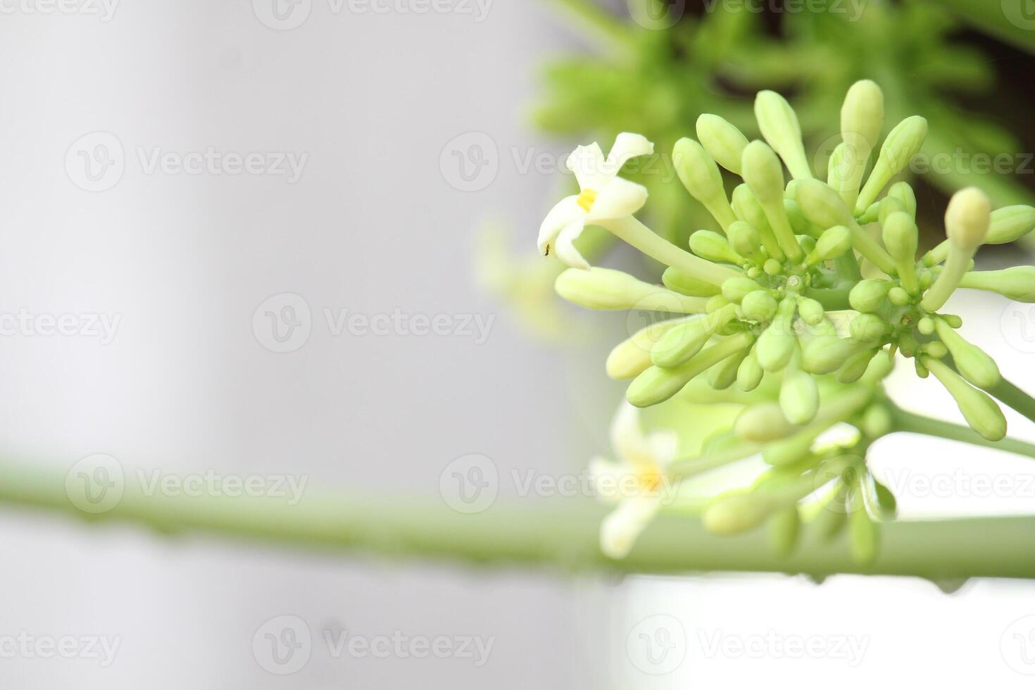 Green and white papaya flowers in the afternoon with a blurry background in the afternoon photo