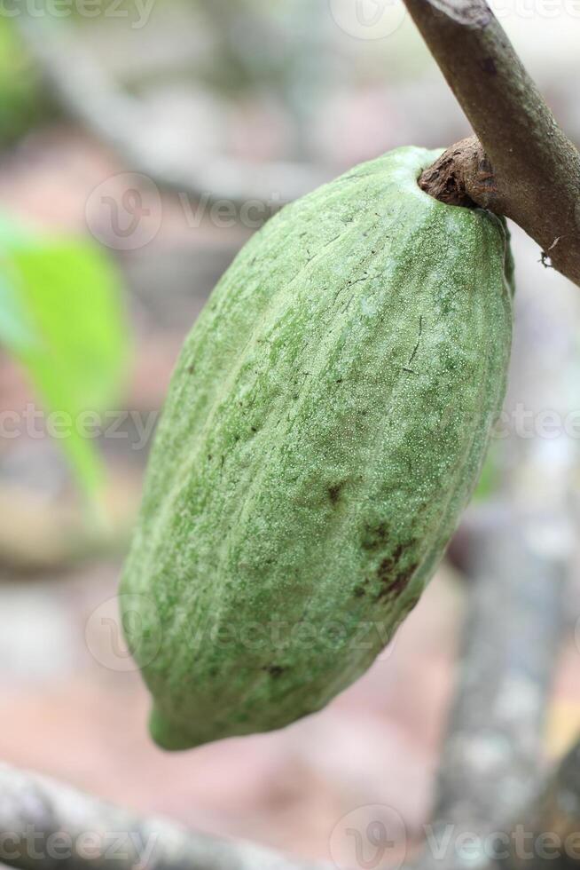 Green Cocoa Fruit Hanging on a Tree Twig in the Sun photo