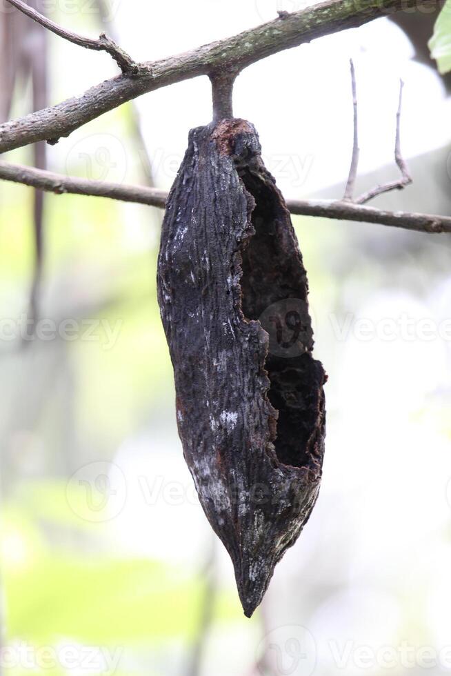 Damaged and Rotten Cocoa Fruit Attacked by Squirrels photo