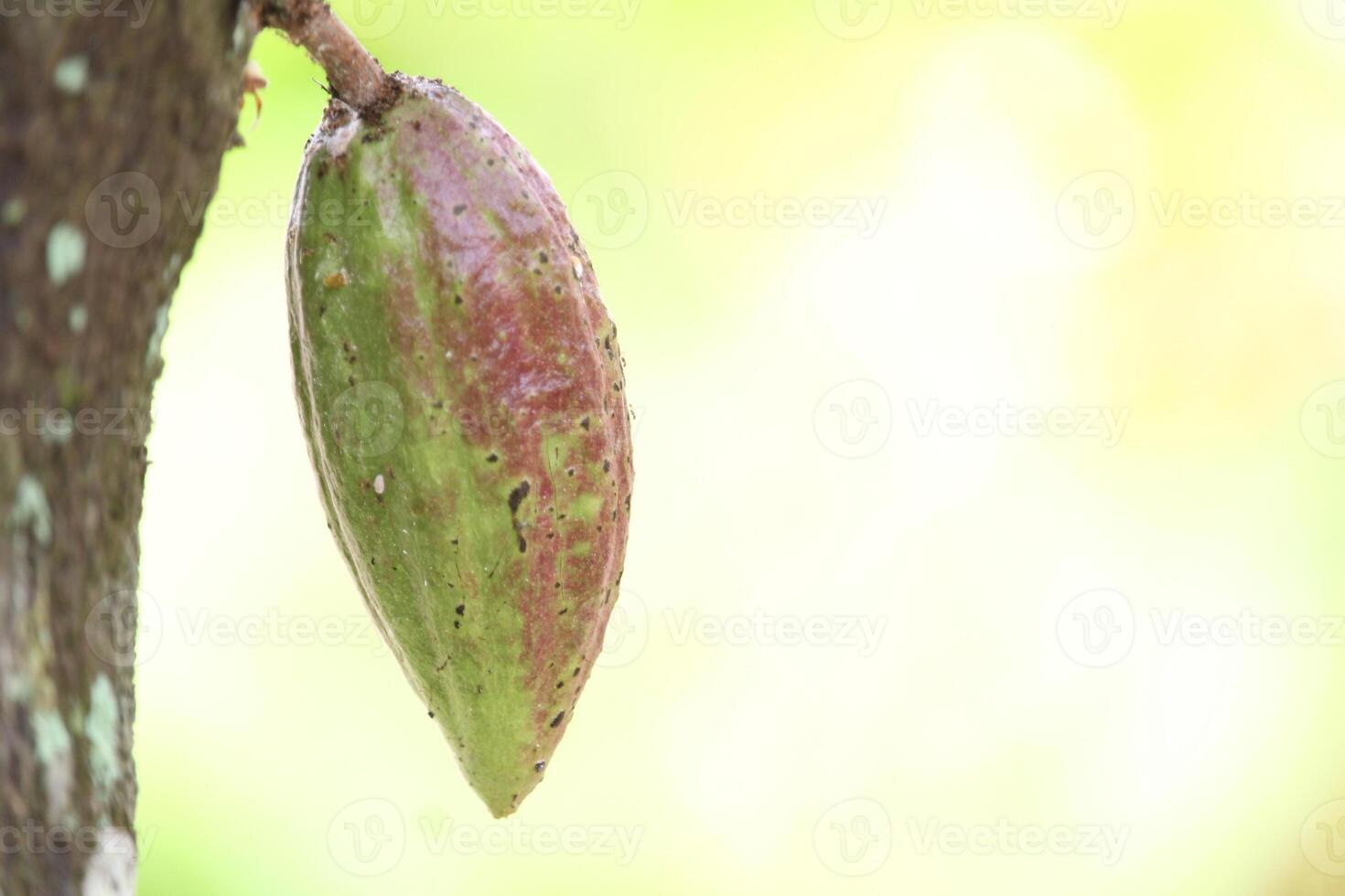 Reddish Green Cocoa Fruit Hanging from the Stem photo