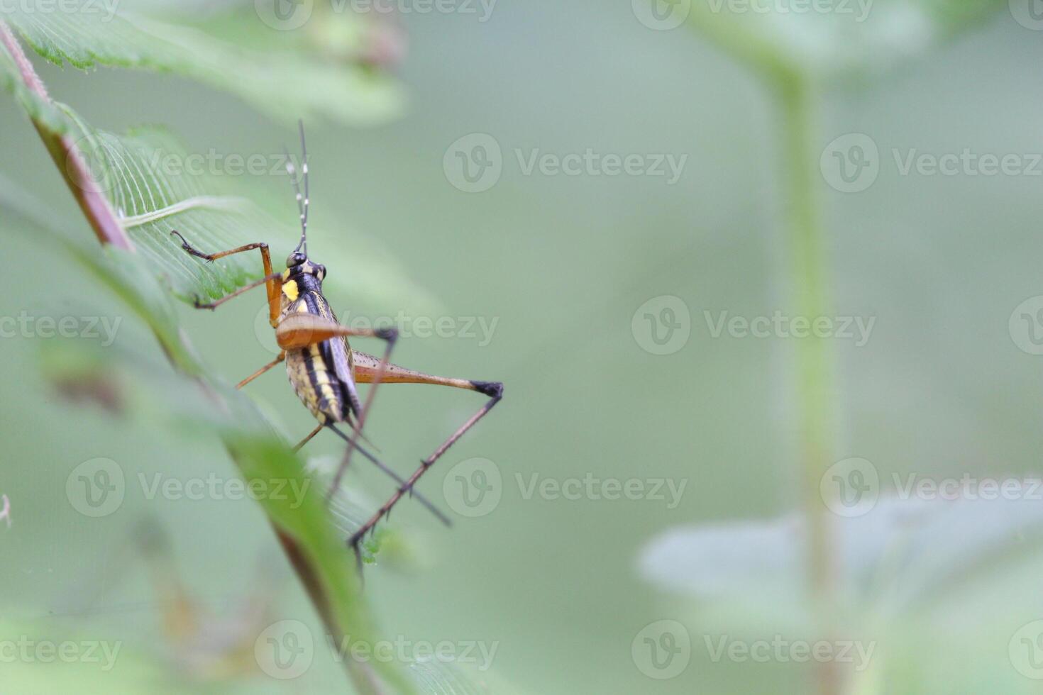 Grasshopper Perched on Tree Trunk, Isolated on Blurred Green Background photo