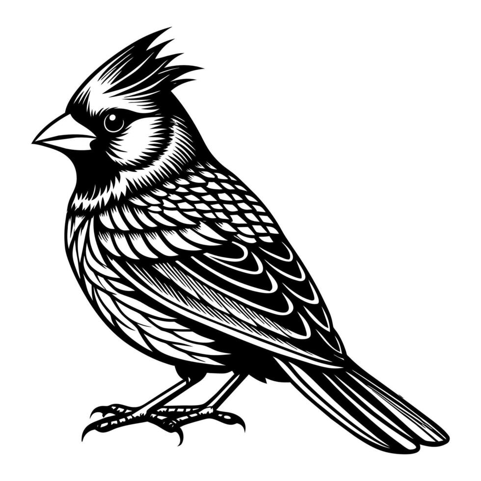 A Highly Detailed Cardinal Bird Silhouette vector