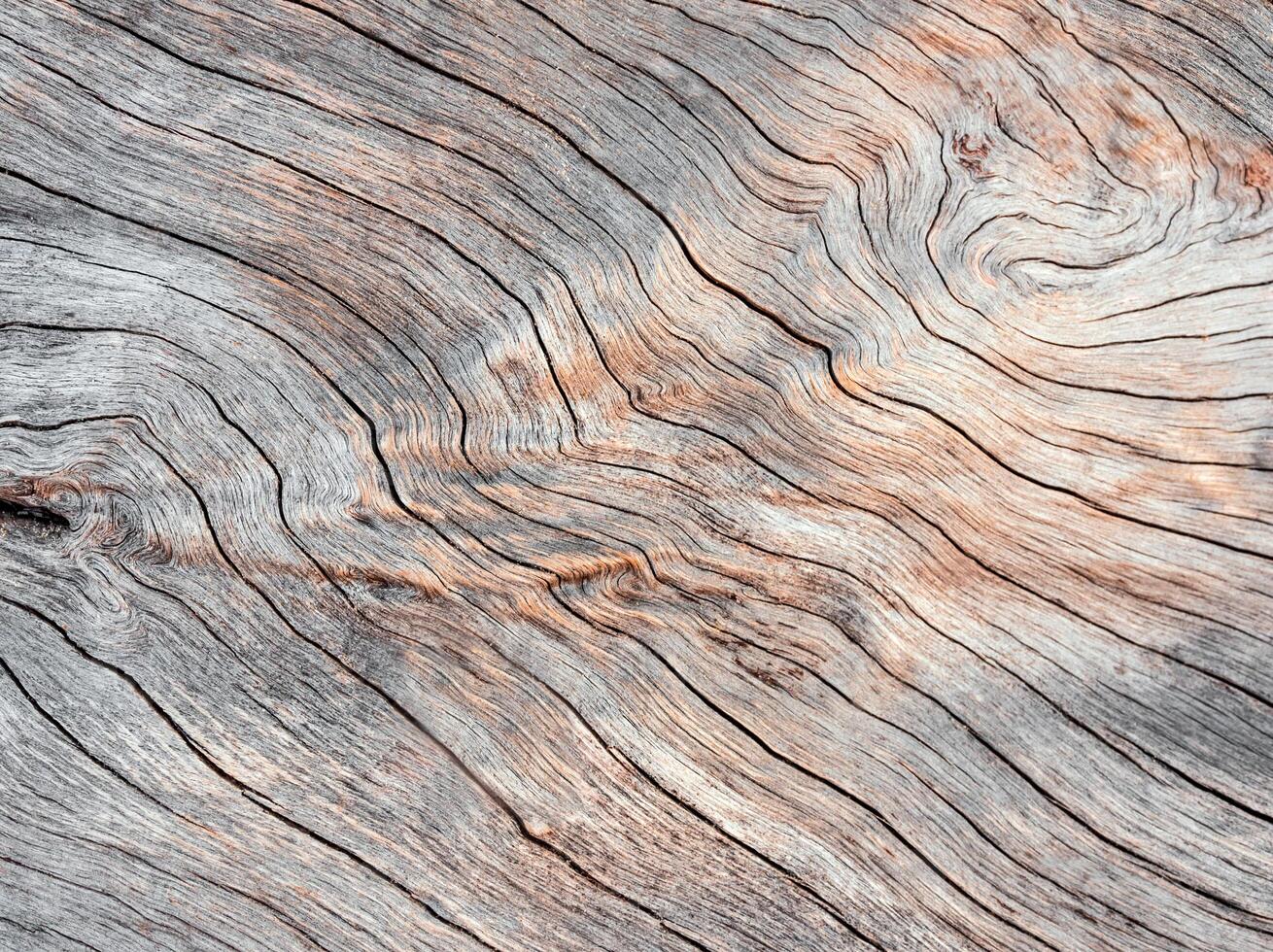 Abstract Surface texture and trenches on the bark of tree trunk photo