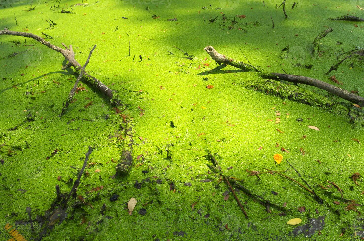 Freshness Green Duckweed photo
