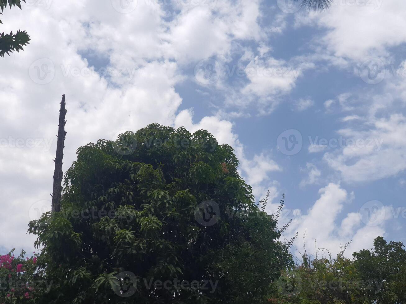 a tree with a blue sky and clouds photo