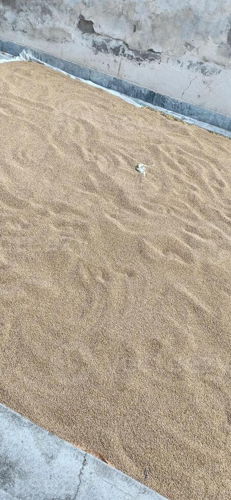 a large number of the grain of wheat photo