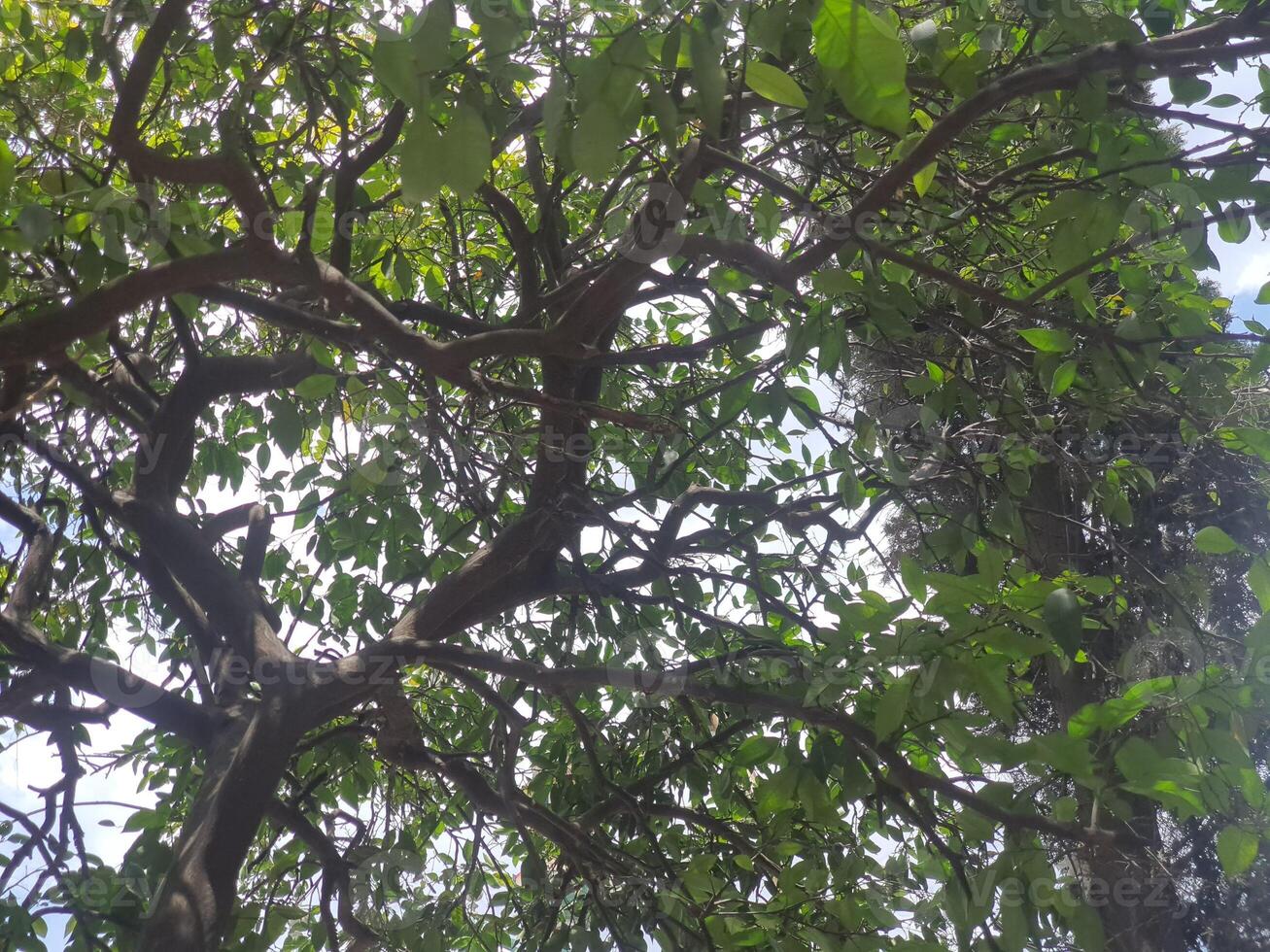 a tree with green leaves and a sky in the background photo