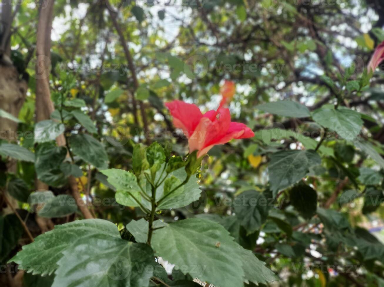 a red flower with white spots on it and a red flower in the middle. photo