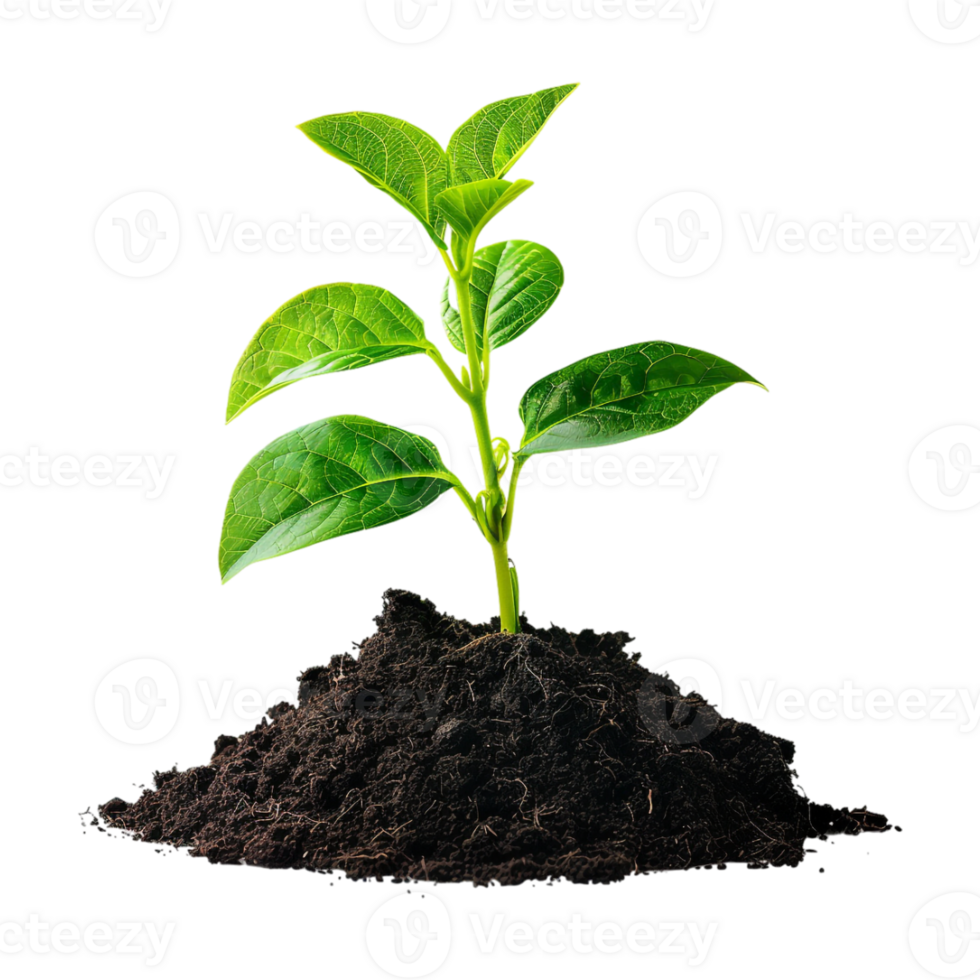 Plant Growing From Soil on Transparent Background png