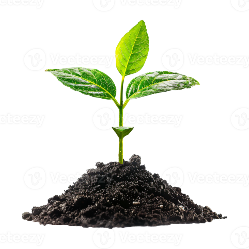 Plant Growing From Soil on Transparent Background png
