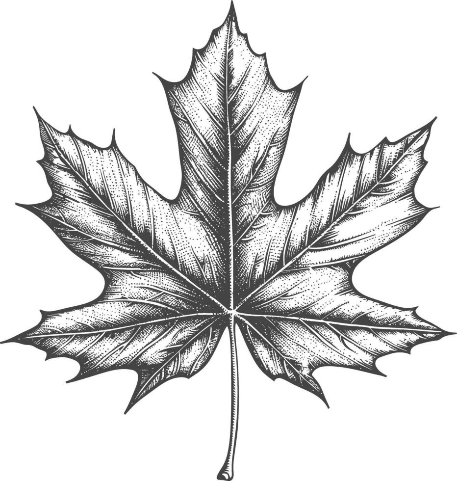 maple leaf with engraving style vector
