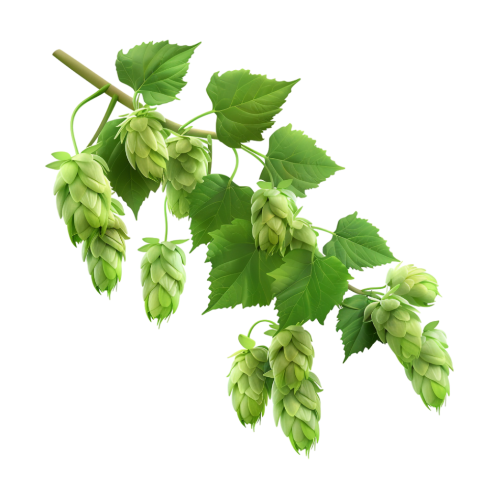 Cascade Plant on Transparent Background png