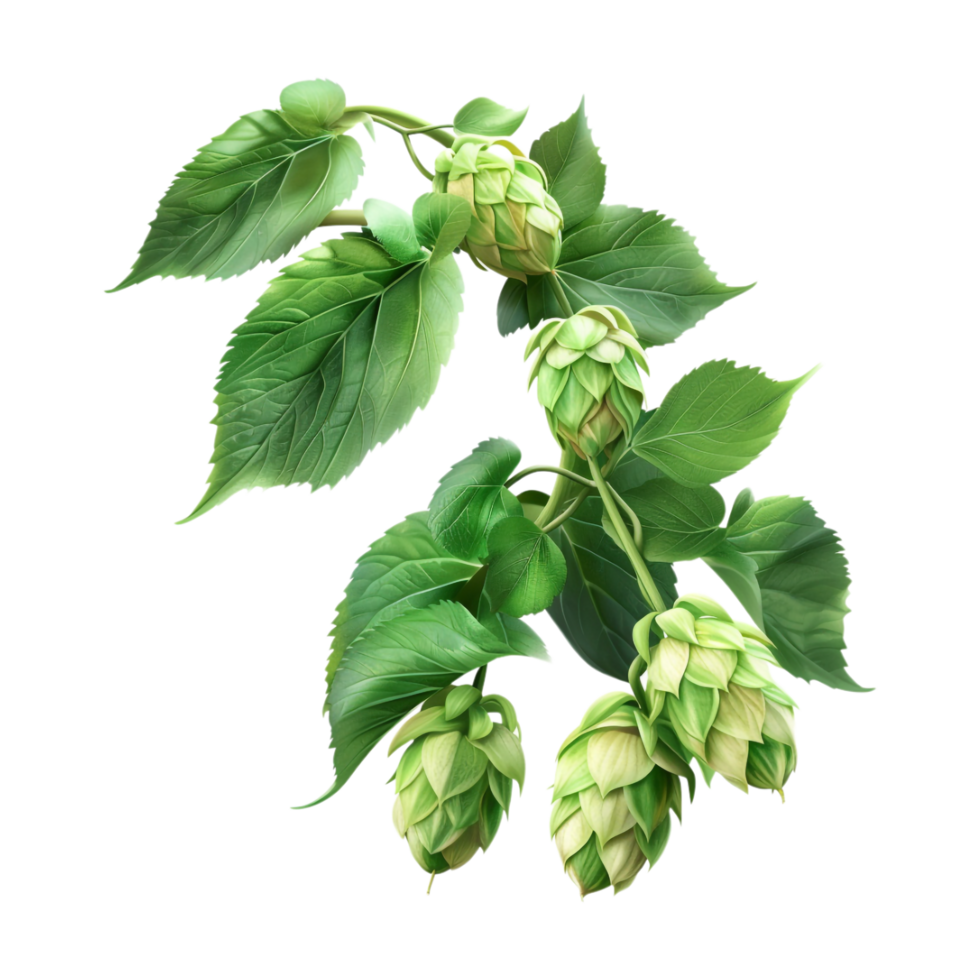 Cascade Plant on Transparent Background png