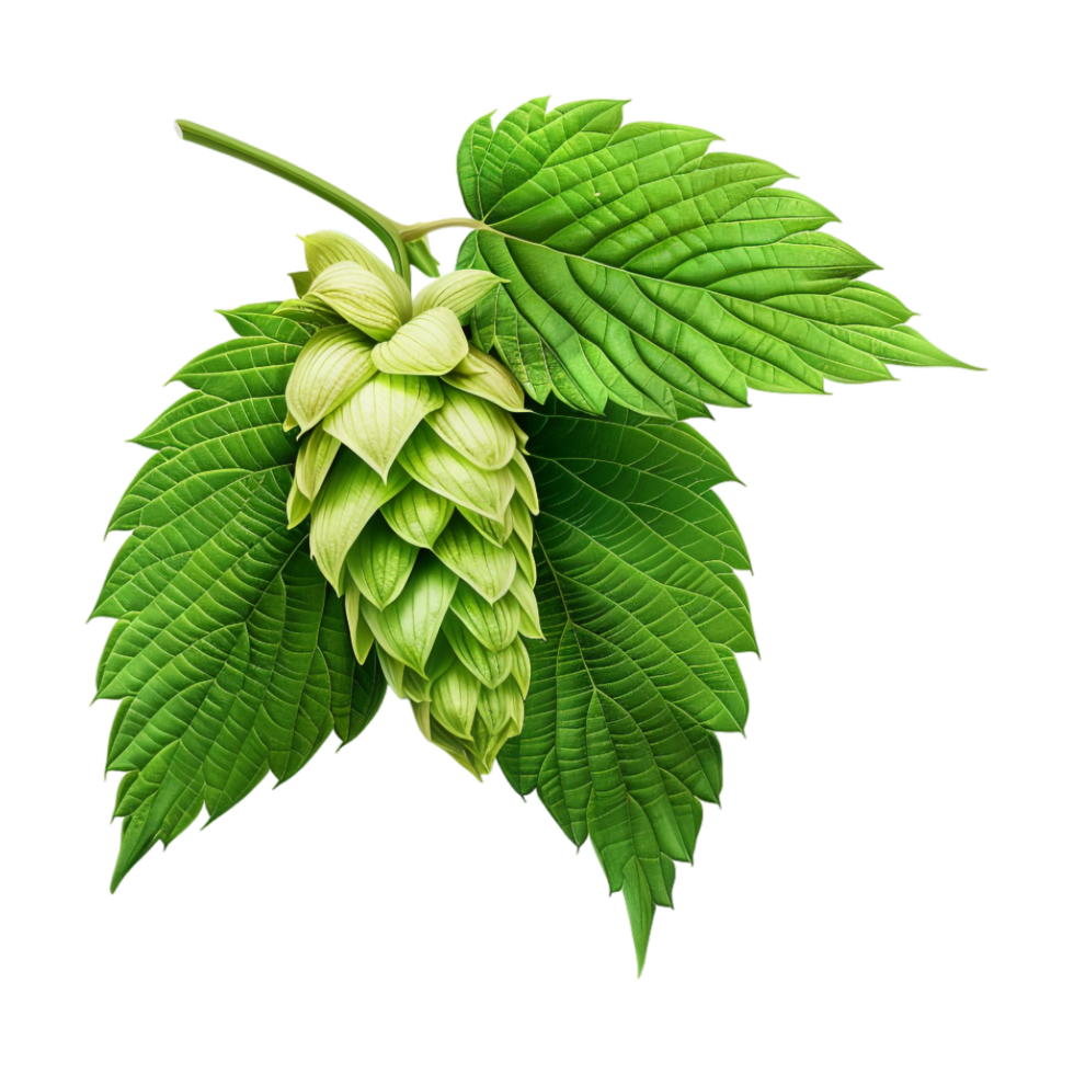 Cascade Plant on Transparent Background png