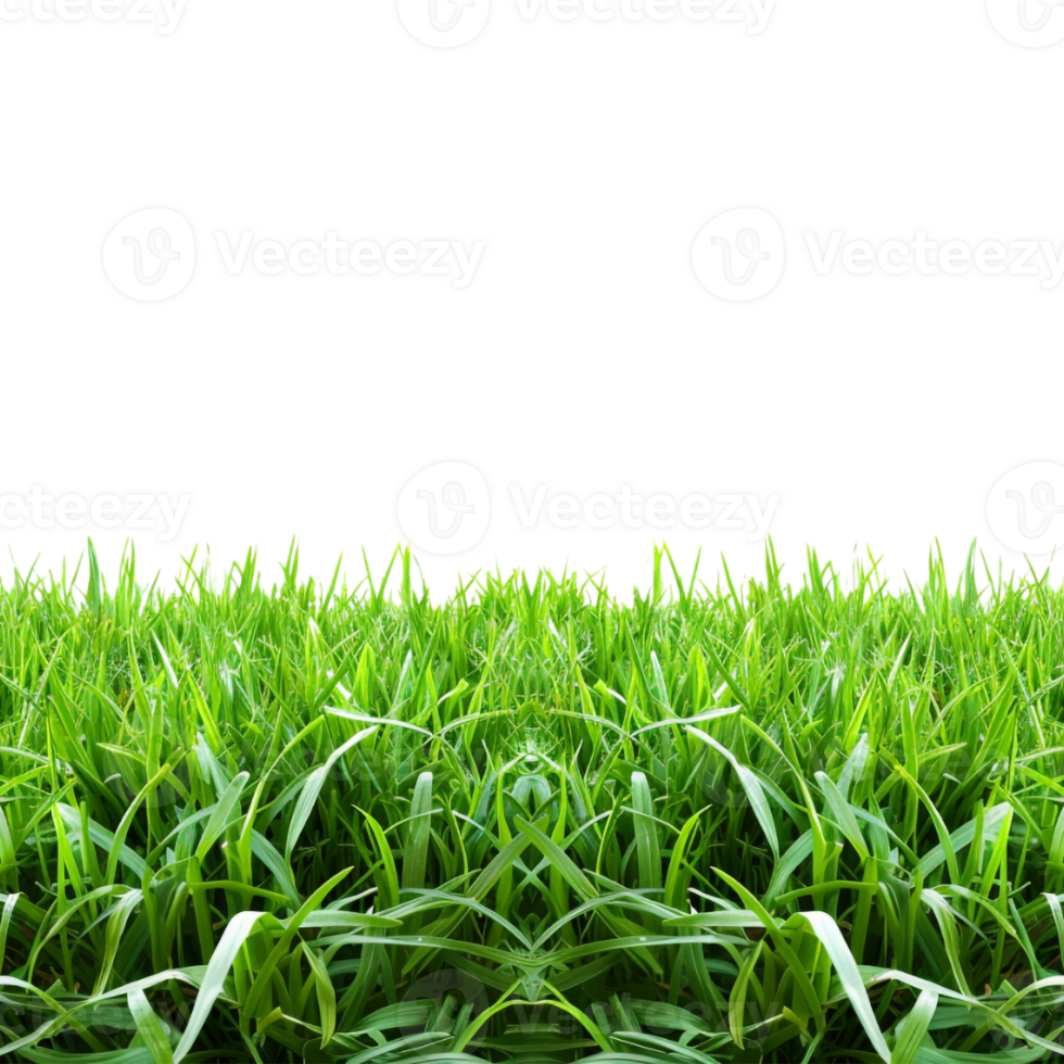 Green Grass Footer on Transparent Background png