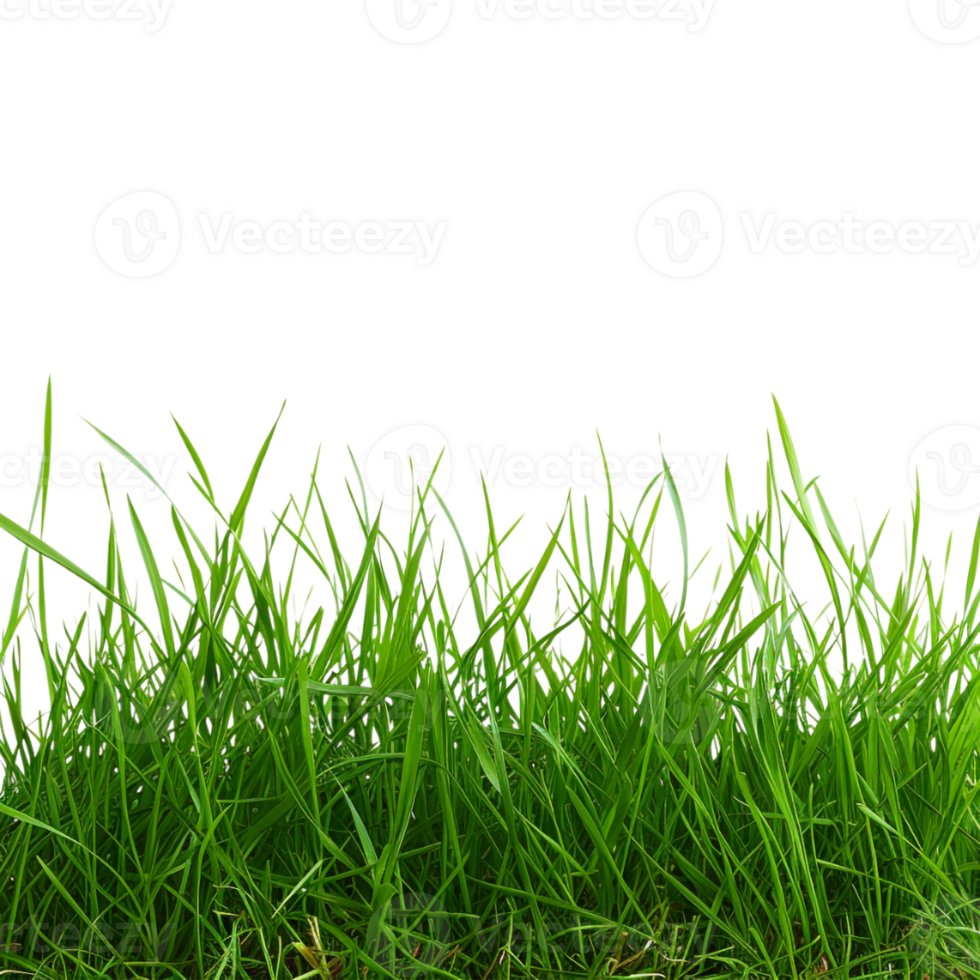 Green Grass Footer on Transparent Background png