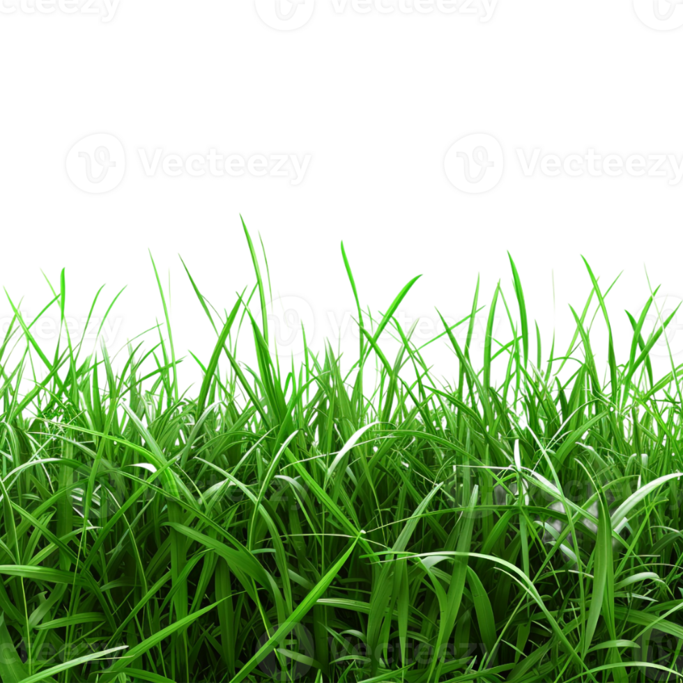 Green Grass Footer on Transparent Background png