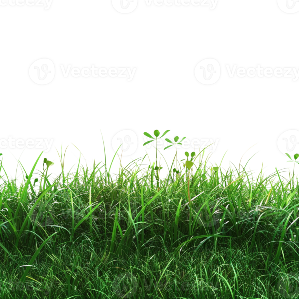 Green Grass Footer on Transparent Background png