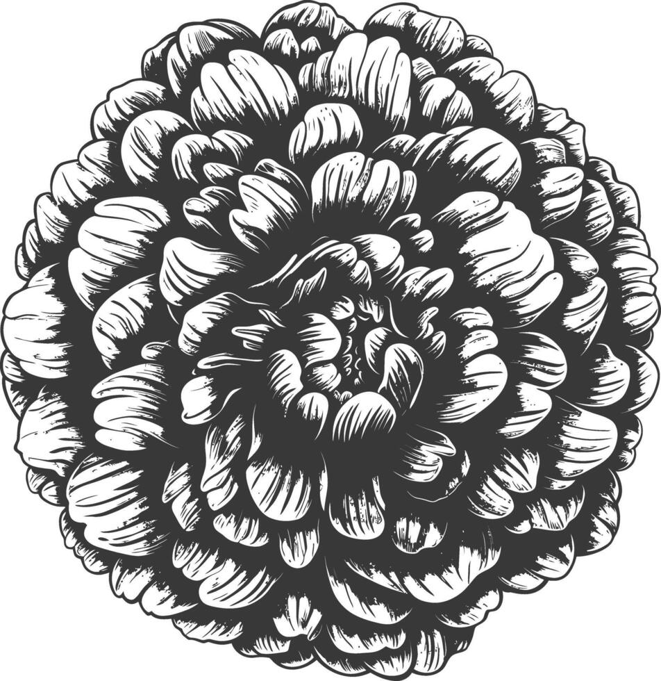 pom pom with engraving style vector
