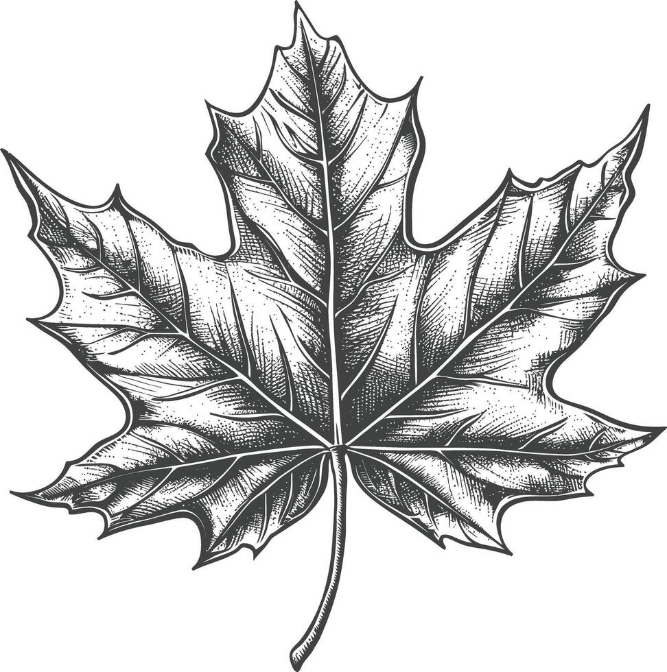 maple leaf with engraving style vector