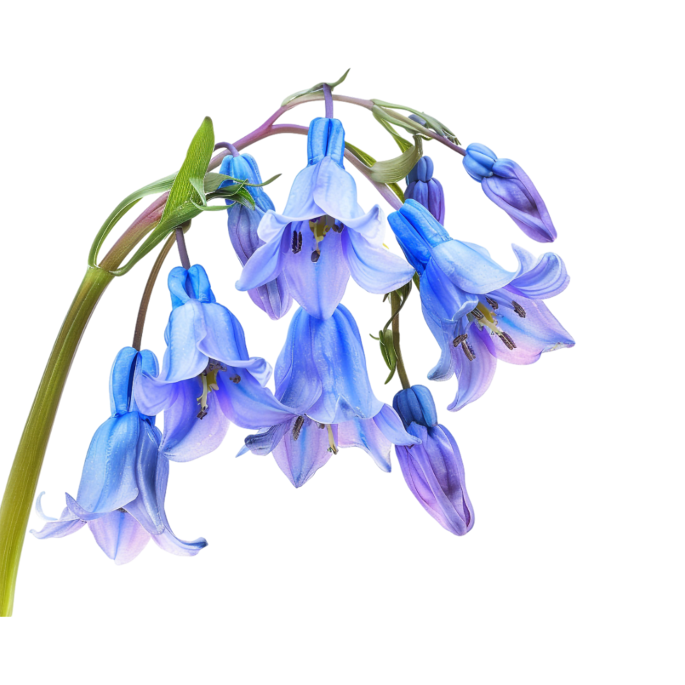 Winter Bluebell Hyacinthoides nonscripta Flower on Transparent Background png