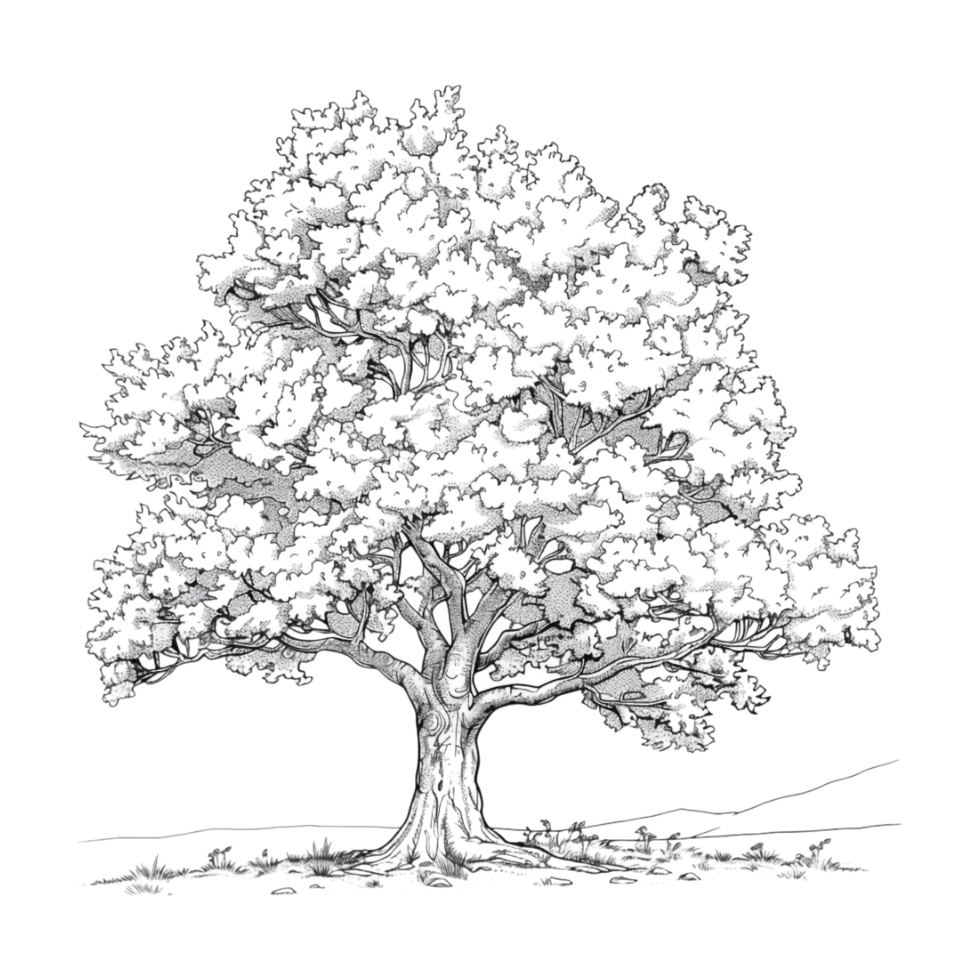 Tree Sketch Art on Transparent Background png