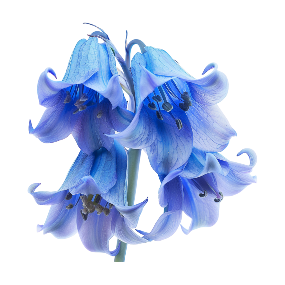 Winter Bluebell Hyacinthoides nonscripta Flower on Transparent Background png