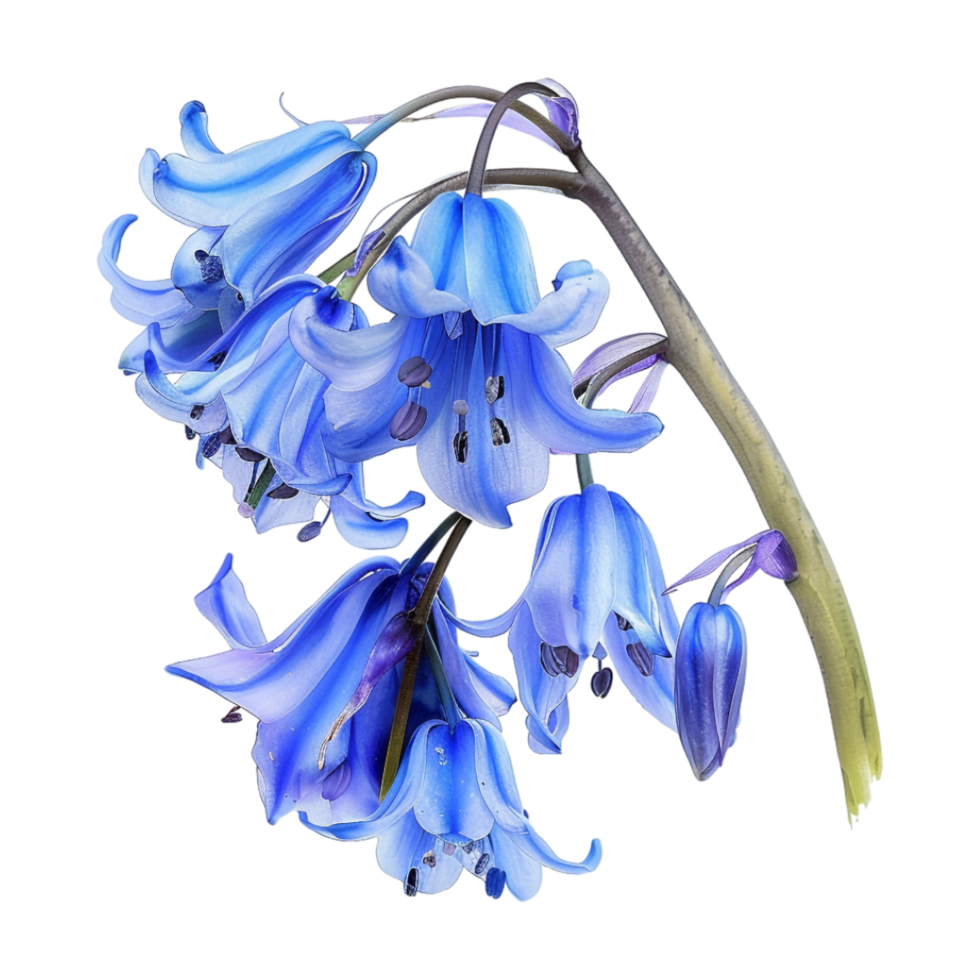 Winter Bluebell Hyacinthoides nonscripta Flower on Transparent Background png