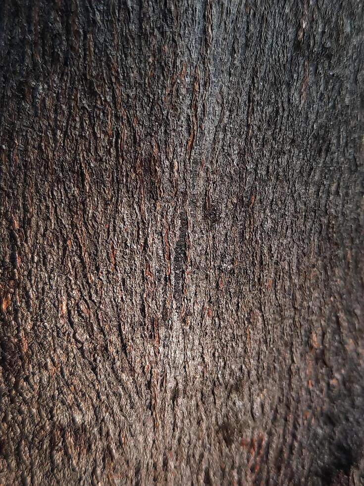 close up of a tree bark photo
