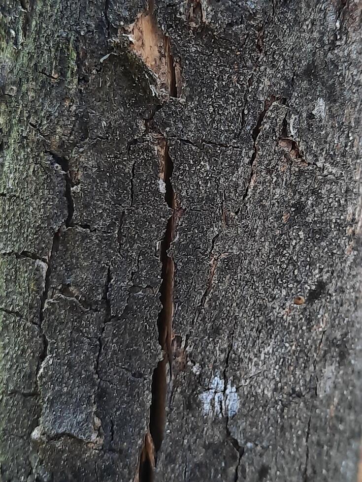 close up of a tree bark photo