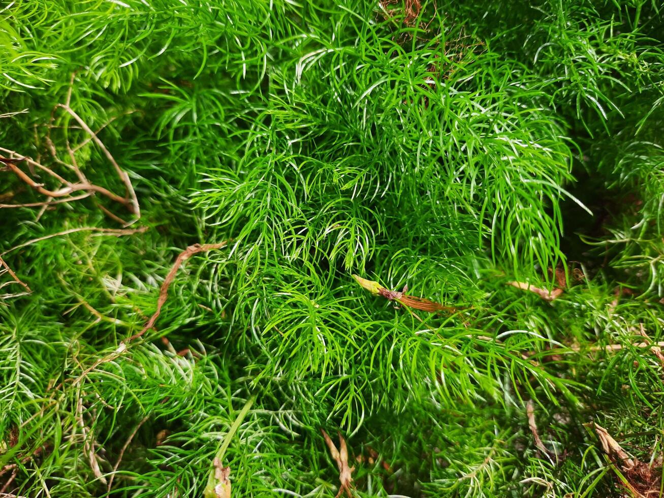photo of asparagus fern