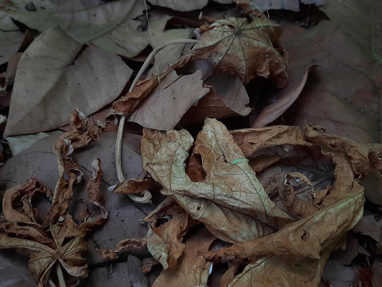 dried leaves on a ground photo